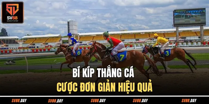 Bí kíp thắng cá cược đơn giản hiệu quả