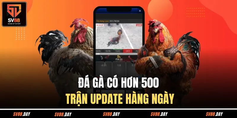 Đá gà có hơn 500 trận update hàng ngày