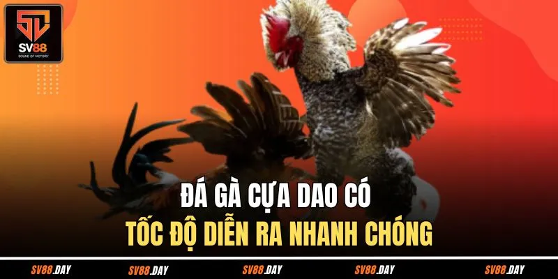 Đá gà cựa dao có tốc độ diễn ra nhanh chóng