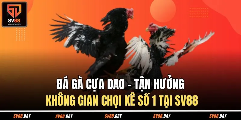 Đá Gà Cựa Dao - Tận Hưởng Không Gian Chọi Kê Số 1 Tại SV88