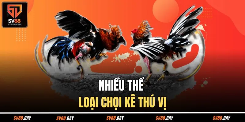 Nhiều thể loại chọi kê thú vị